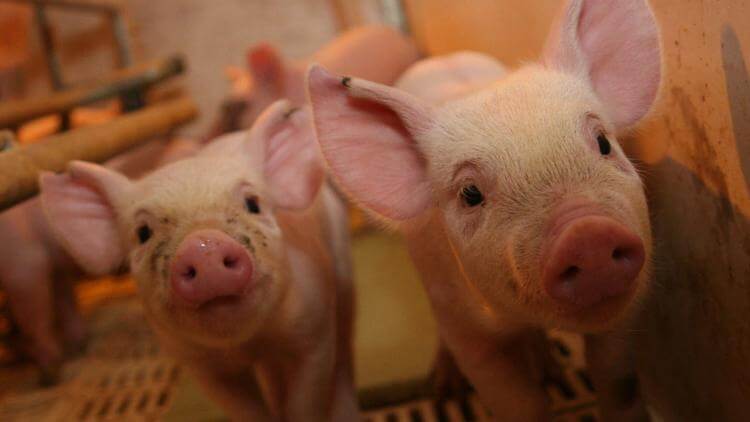 Porcinos: lanzan un plan para asistir a 700 productores en Córdoba
