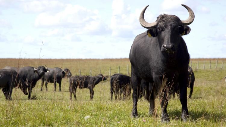 Carne tierna como la vacuna y hasta más sana: por qué el búfalo tiene potencial en Córdoba