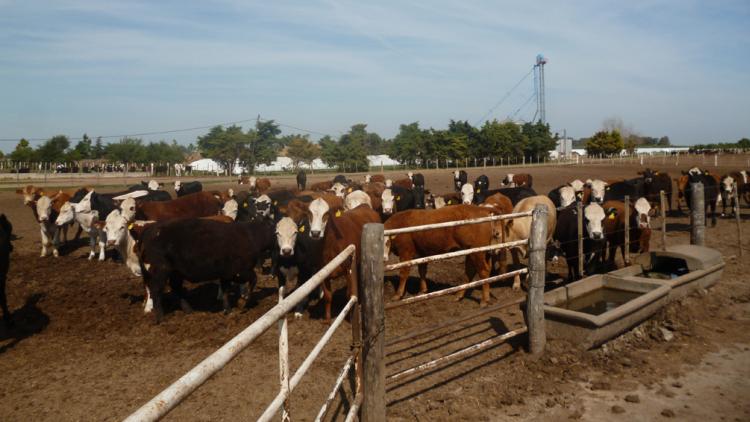 Feedlots, camino a la mejor oferta de hacienda desde 2011