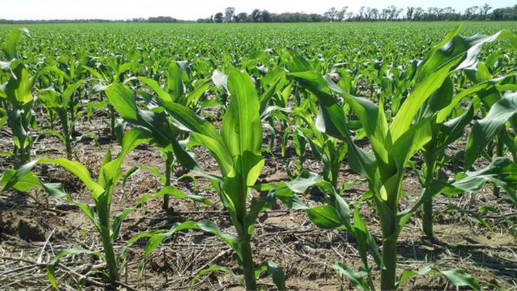 Monsanto invirtió $ 100 millones en la resiembra de maíz