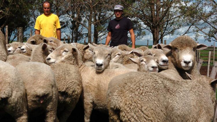 La Cámara de Productores Ovinos ya es oficial y organiza una jornada en el norte