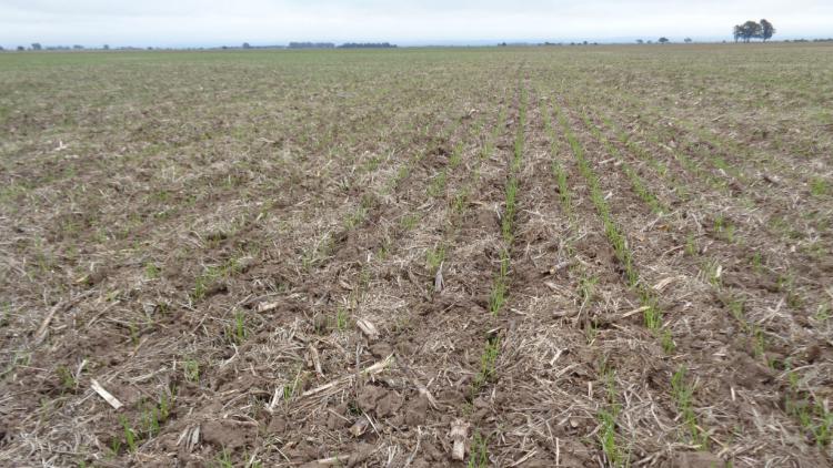 Suelos sódicos: alfalfa o sorgo, entre las opciones