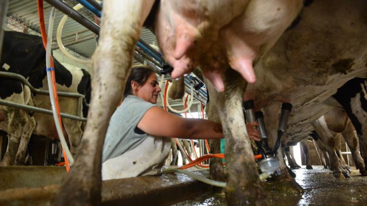 La producción de los tambos mejoró hasta 30% en Córdoba