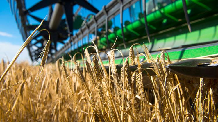 Agroexportaciones: trigo bate récord